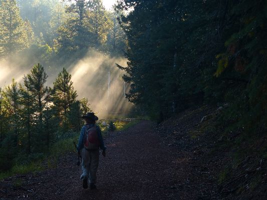 Movie of Mist rolling through the N Kaibab - AZ Trail gap; 5 mb